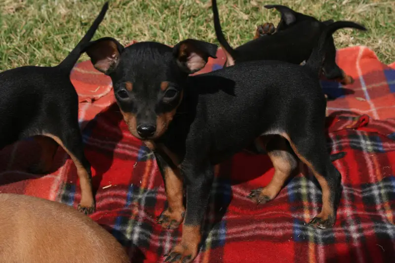 Miniature Doberman Pincher